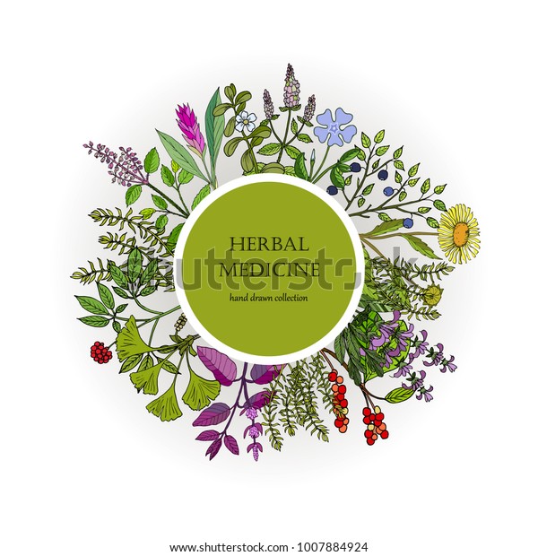 Different Medicinal Plants Collection Hand Drawn Stock Vector (Royalty ...