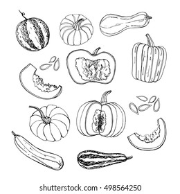 Different melon drawn by hand. Vector image.