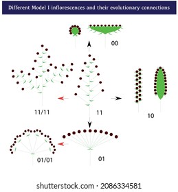 Different model I inflorescences and their evolutionary connections - Flower reproduction vector illustration.