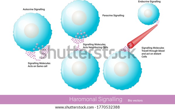 Different Modes Cell Signaling Autocrine Paracrine Stok Vektör ...