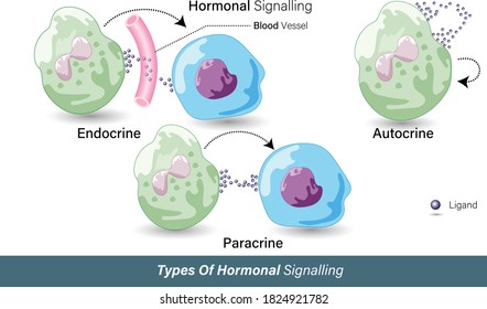 different modes of Hormonal signaling autocrine paracrine and endocrine used to relay signals and messages to other cells using hormones vector illustration eps