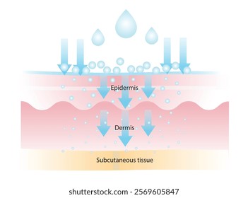 The different of molecular weight hyaluronic acid illustration. High molecular HA stay on surface to lock in moisture, medium helps to improve elasticity, low helps with deep hydration and plump.