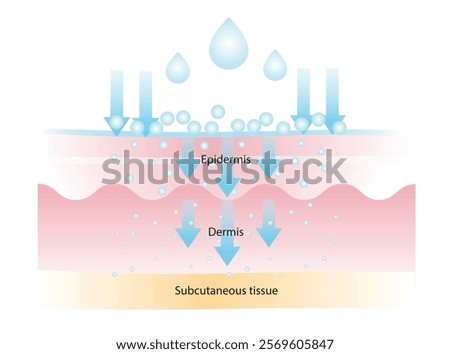 The different of molecular weight hyaluronic acid illustration. High molecular HA stay on surface to lock in moisture, medium helps to improve elasticity, low helps with deep hydration and plump.