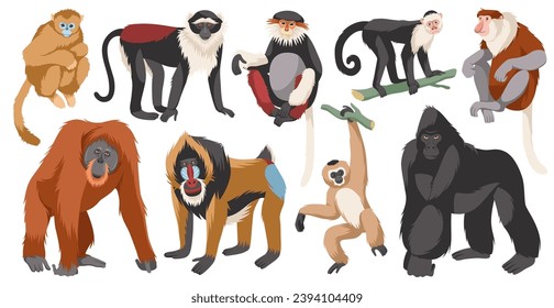 Different monkeys breeds. Cartoon ape characters, wild humanoid animals, different poses funny primates, exotic wildlife, isolated on white background gorilla and orangutan, tidy vector set