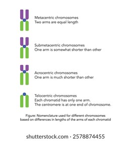 Different morphologies of chromosomes - science illustration for use in Books, Newspapers, Leaflets, Pamphlets.