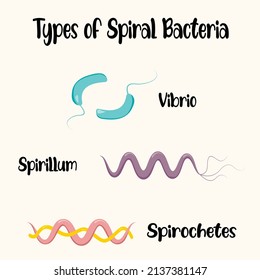 756 Bacterial Morphology Images, Stock Photos & Vectors | Shutterstock