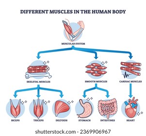 Diferentes músculos en el cuerpo humano y esquema de clasificación muscular. Esquema de piezas fisiológicas educativas etiquetadas con ilustración de vector de división anatómica, lisa y cardíaca.