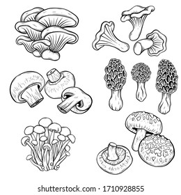 different mushroom hand drawn vector illustration. Isolated sketch style organic food drawing. Champignon, morel, enokitake, oyster, chanterelle, shiitake. menu, label, product packaging