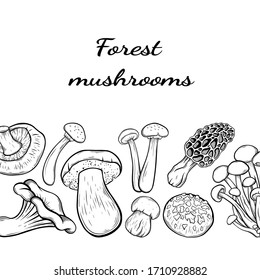 different mushroom hand drawn vector frame. Isolated Sketch organic food drawing template. Champignon, morel, enokitake, porcini, oyster, chanterelle, shiitake. menu, label, product packaging