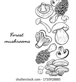 different mushroom hand drawn vector frame. Isolated Sketch organic food drawing template. Champignon, morel, enokitake, porcini, oyster, chanterelle, shiitake. menu, label, product packaging