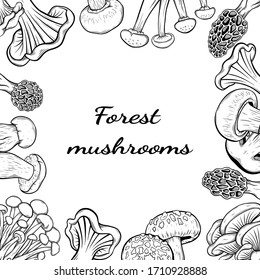 different mushroom hand drawn vector frame. Isolated Sketch organic food drawing template. Champignon, morel, enokitake, porcini, oyster, chanterelle, shiitake. menu, label, product packaging