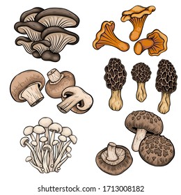 different mushroom hand drawn vector illustration. Isolated sketch style organic food drawing. Champignon, morel, enokitake, oyster, chanterelle, shiitake. menu, label, product packaging