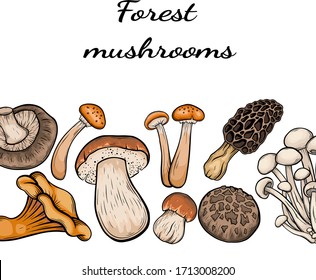 different mushroom hand drawn vector frame. Isolated Sketch organic food drawing template. Champignon, morel, enokitake, porcini, oyster, chanterelle, shiitake. menu, label, product packaging