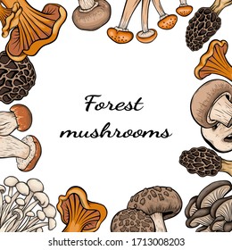 different mushroom hand drawn vector frame. Isolated Sketch organic food drawing template. Champignon, morel, enokitake, porcini, oyster, chanterelle, shiitake. menu, label, product packaging