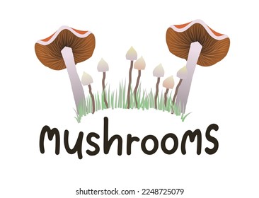 Different mushrooms in the grass