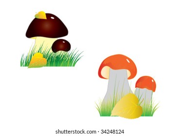Different mushrooms in a grass on a white background