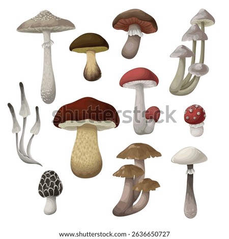 Different mushrooms isolated on the white background. Vector