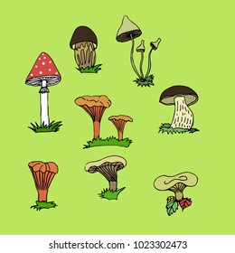 different mushrooms in nature