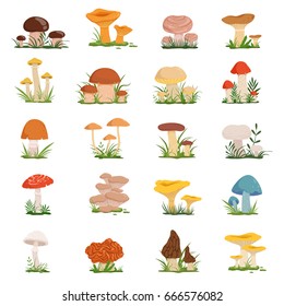 Different mushrooms on green grass. Vector set