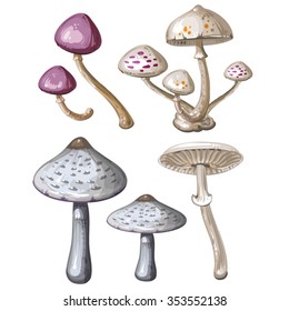Different mushrooms on white