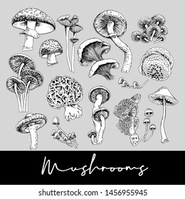 Different mushrooms. Set, hand drawn style print. Vector black and white illustration.