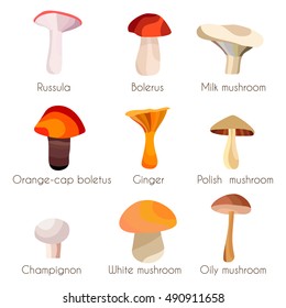 Different mushrooms set isolate on a white background. Nature mushrooms for cook food. Vector illustration