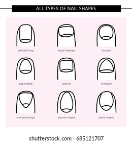 Different nail shapes. Vector illustration. All types of nail shapes. 