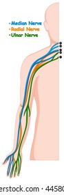 Different nerve system in human arm illustration
