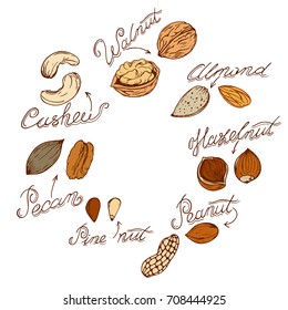 different nuts drawn by hand in retro style, sketching
