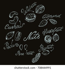 different nuts drawn by hand in retro style, sketching