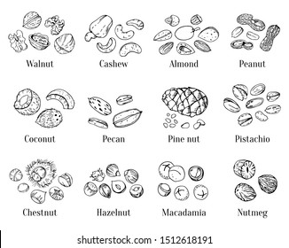 Different nuts and seeds with title. Hand drawn outline vector sketch set. Black illustration on white background