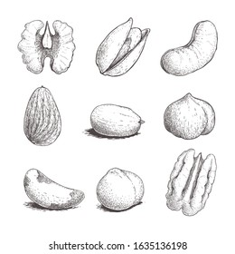Different nuts set. Sketch style hand drawn seeds. Walnut, pistachio, cashew, almond, peanut, hazelnut, Brazilian nut, macadamia and pecan. Vector illustrations. Organic food.