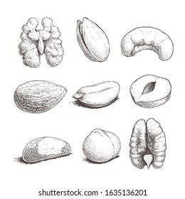 Different nuts set. Sketch style hand drawn seeds. Walnut, pistachio, cashew, almond, peanut, hazelnut, Brazilian nut, macadamia and pecan. Vector illustrations. Organic food.