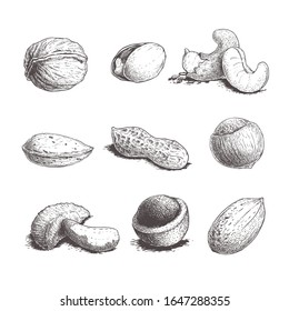 Different nuts set. Sketch style hand drawn nuts with nutshells. Walnut, pistachio, cashew, almond, peanut, hazelnut, Brazilian nut, macadamia and pecan. Vector illustrations. Organic food.