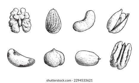 Diferentes conjuntos de nueces. Estilo de esbozo de semillas dibujadas a mano. Nuez de nogal, pistacho, anacardo, almendras, maní, avellanas, nuez de Brasil y pecan. Ilustraciones vectoriales. Comida orgánica.