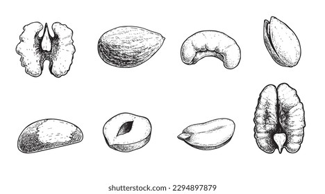 Different nuts set. Sketch style hand drawn seeds. Walnut, pistachio, cashew, almond, peanut, hazelnut, Brazil nut and pecan. Vector illustrations. Organic food.