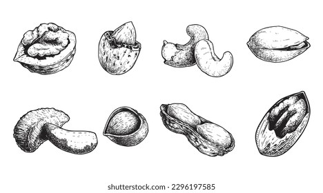 Diferentes conjuntos de nueces. Estilo de esbozo tuercas dibujadas a mano con cáscaras nucleares. Nuez de nogal, pistacho, anacardo, almendras, maní, avellanas, nuez de Brasil y pecan. Ilustraciones vectoriales. Comida orgánica.