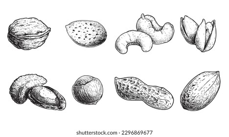 Diferentes conjuntos de nueces. Estilo de esbozo tuercas dibujadas a mano con cáscaras nucleares. Nuez de nogal, pistacho, anacardo, almendras, maní, avellanas, nuez de Brasil y pecan. Ilustraciones vectoriales. Comida orgánica.