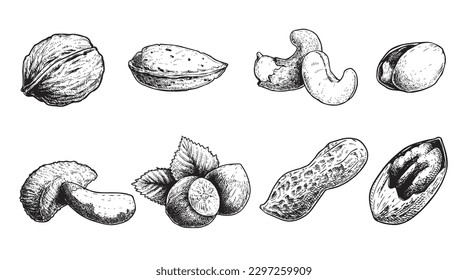 Diferentes conjuntos de nueces. Estilo de esbozo tuercas dibujadas a mano con cáscaras nucleares. Nuez de nogal, pistacho, anacardo, almendras, maní, avellanas, nuez de Brasil y pecan. Ilustraciones vectoriales. Comida orgánica.