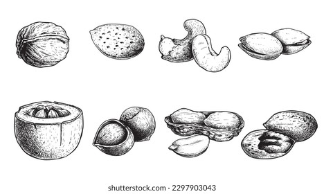 Different nuts set. Sketch style hand drawn nuts with nutshells. Walnut, pistachio, cashew, almond, peanut, hazelnut, Brazil nut and pecan. Vector illustrations. Organic food.