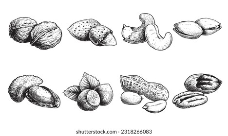 Diferentes conjuntos de nueces. Estilo de esbozo tuercas dibujadas a mano con cáscaras nucleares. Nuez de nogal, pistacho, anacardo, almendras, maní, avellanas, nuez de Brasil y pecan. Ilustraciones vectoriales. Comida orgánica.