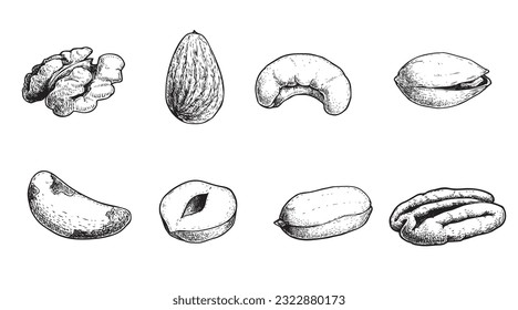 Different nuts set. Sketch style hand drawn seeds. Walnut, pistachio, cashew, almond, peanut, hazelnut, Brazil nut and pecan. Vector illustrations. Organic food.