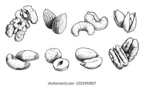 Different nuts set. Sketch style hand drawn seeds. Walnut, pistachio, cashew, almond, peanut, hazelnut, Brazil nut and pecan. Vector illustrations. Organic food.