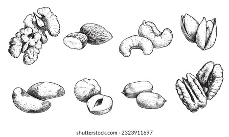 Diferentes conjuntos de nueces. Estilo de esbozo de semillas dibujadas a mano. Nuez de nogal, pistacho, anacardo, almendras, maní, avellanas, nuez de Brasil y pecan. Ilustraciones vectoriales. Comida orgánica.