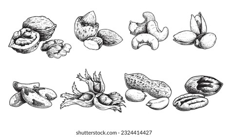 Diferentes conjuntos de nueces. Estilo de esbozo tuercas dibujadas a mano con cáscaras nucleares. Nuez de nogal, pistacho, anacardo, almendras, maní, avellanas, nuez de Brasil y pecan. Ilustraciones vectoriales. Comida orgánica.