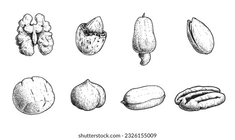 Different nuts set. Sketch style hand drawn seeds. Walnut, pistachio, cashew, almond, peanut, hazelnut, Brazil nut and pecan. Vector illustrations. Organic food.