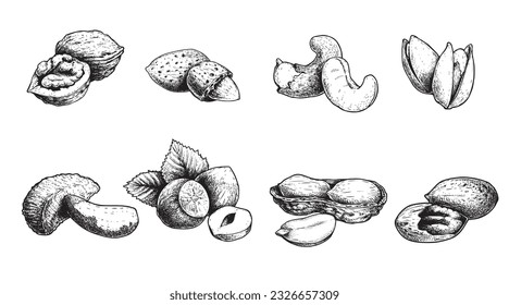 Different nuts set. Sketch style hand drawn nuts with nutshells. Walnut, pistachio, cashew, almond, peanut, hazelnut, Brazil nut and pecan. Vector illustrations. Organic food.