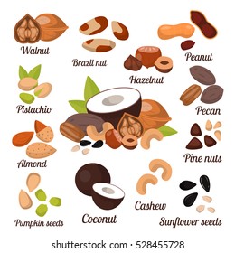 Different nuts vector collection