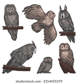 Different owls clip arts in cartoon style. Realistic colored drawings of wild nocturnal birds. Vector illustration isolated on white background.