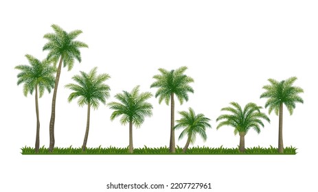 Different Palm Coconut tree collections element set